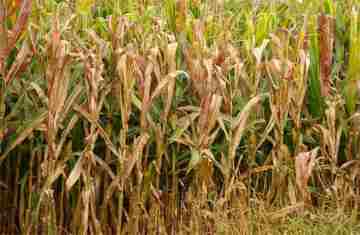  Praga do milho provoca prejuízo de R$ 33,6 bilhões por ano 